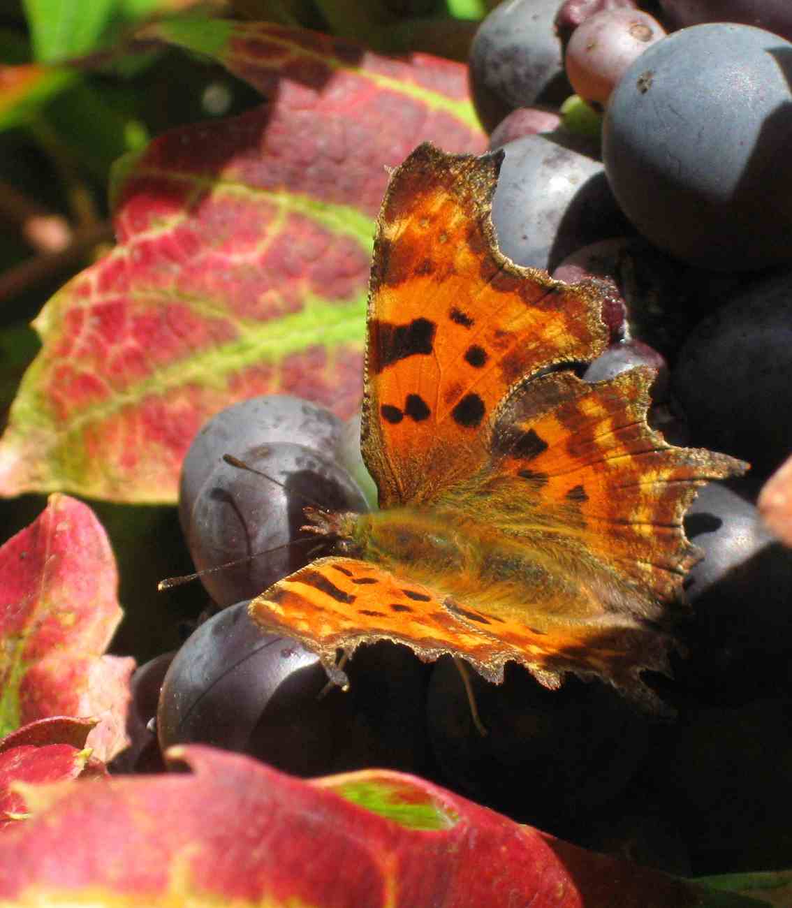 Polygonia c-album Polygonia c-album